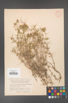 Acanthophyllum pungens [KOR 11300]