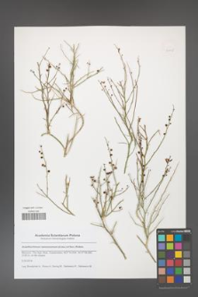 Acanthorrhinum ramosissimum [KOR 50645]