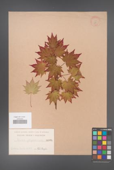 Acer japonicum [KOR 81]
