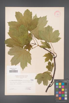 Acer pseudoplatanus [KOR 5748]