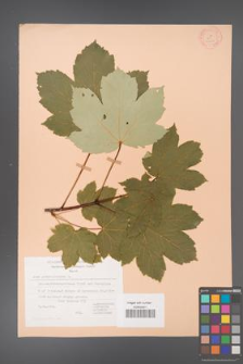 Acer pseudoplatanus [KOR 20882]