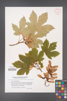 Acer pseudoplatanus [KOR 43585]