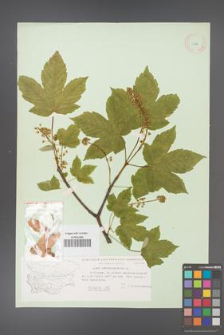 Acer pseudoplatanus [KOR 11482]