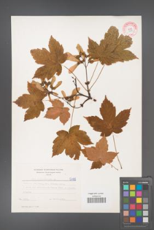 Acer pseudoplatanus [KOR 5499]