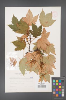 Acer pseudoplatanus [KOR 5498]