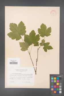 Acer pseudoplatanus [KOR 7417]