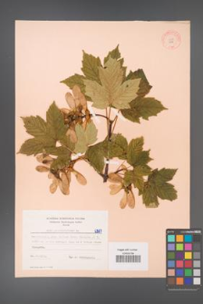Acer pseudoplatanus [KOR 6387]