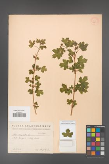 Acer campestre [KOR 1786]