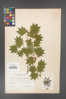 Acer pseudo-sieboldianum [KOR 11537]