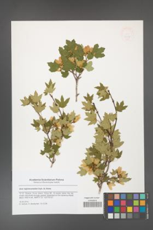 Acer reginae-amaliae [KOR 47937]