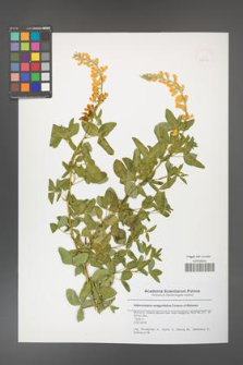 Adenocarpus anagyrifolius [KOR 50510]