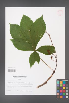 Aesculus hippocastanum [KOR 51217]