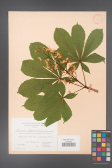 Aesculus hippocastanum [KOR 22617]