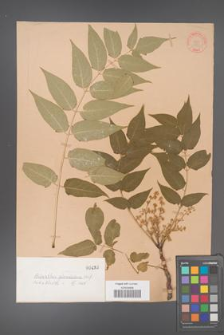 Ailanthus altissima [KOR 433]
