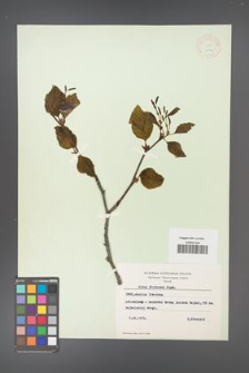 Alnus fruticosa [KOR 11574]