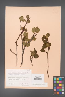 Alnus fruticosa [KOR 24131]
