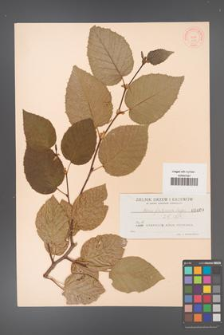 Alnus fruticosa [KOR 403]