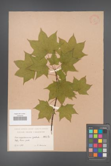 Acer cappadocicum [KOR 111]
