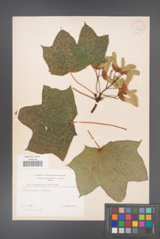 Acer cappadocicum [KOR 33382]