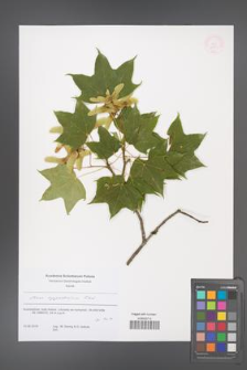 Acer cappadocicum [KOR 53861]