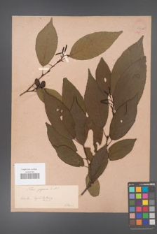 Alnus japonica [KOR 33725a]