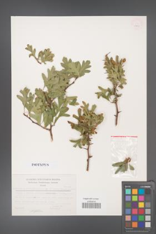 Crataegus ×ruscinonensis [KOR 23649]