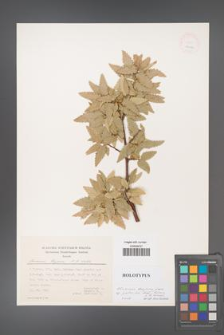 Quercus trojana [KOR 25094]