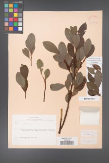 Salix rizeensis [KOR 19660]