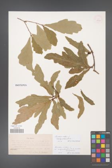 Quercus robur [KOR 17036]