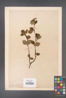 Alnus viridis [KOR 11572]
