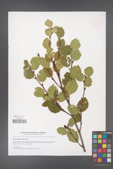 Alnus viridis [KOR 51594]