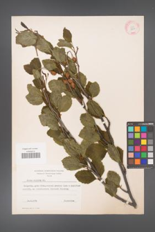 Alnus viridis [KOR 11632]