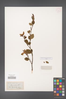Alnus viridis [KOR 11633]