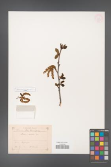 Alnus viridis [KOR 11631]