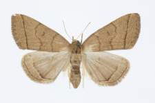 Zaclognatha lunalis