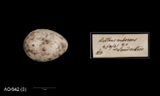 Anthus trivialis