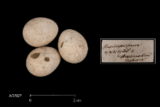 Ficedula parva