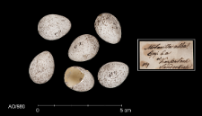 Motacilla alba