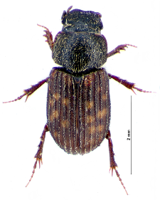 Heptaulacus