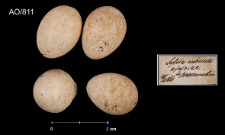 Erithacus rubecula