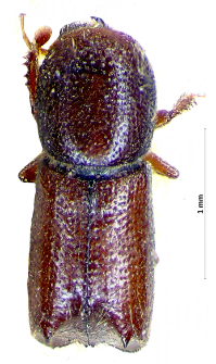 Xylocleptes