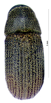 Carphoborus