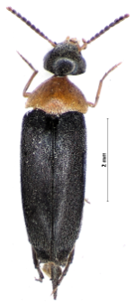 Mordellochroa
