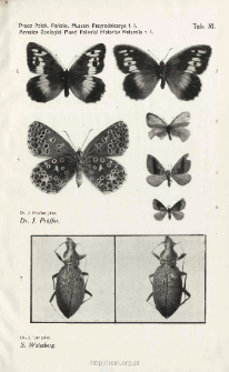 Prace Zoologiczne Polskiego Państwowego Muzeum Przyrodniczego. Tablica XI / S. Weissberg