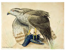 Goshawk