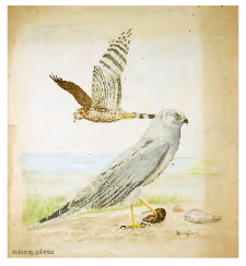 Predatory birds