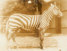 Zoo Washington
