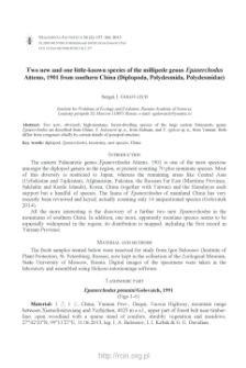 Two new and one little-known species of the millipede genus Epanerchodus Attems, 1901 from southern China (Diplopoda, Polydesmida, Polydesmidae)