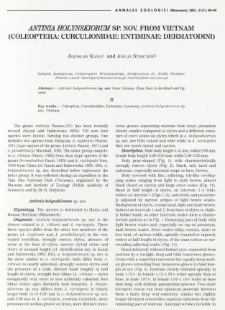 Notes on the genus Mestorus Sch&ouml;nherr, 1840 (Coleoptera: Curculionidae: Brachyderinae)