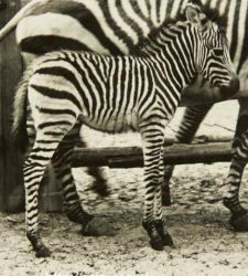 [Kolekcja fotografii zebr i innych zwierząt]